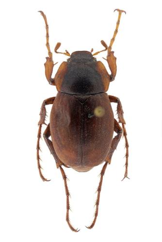 Réf. 295 622 : Geotrogus inflatus
